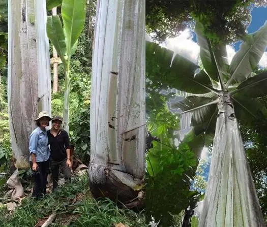 Musa ingens