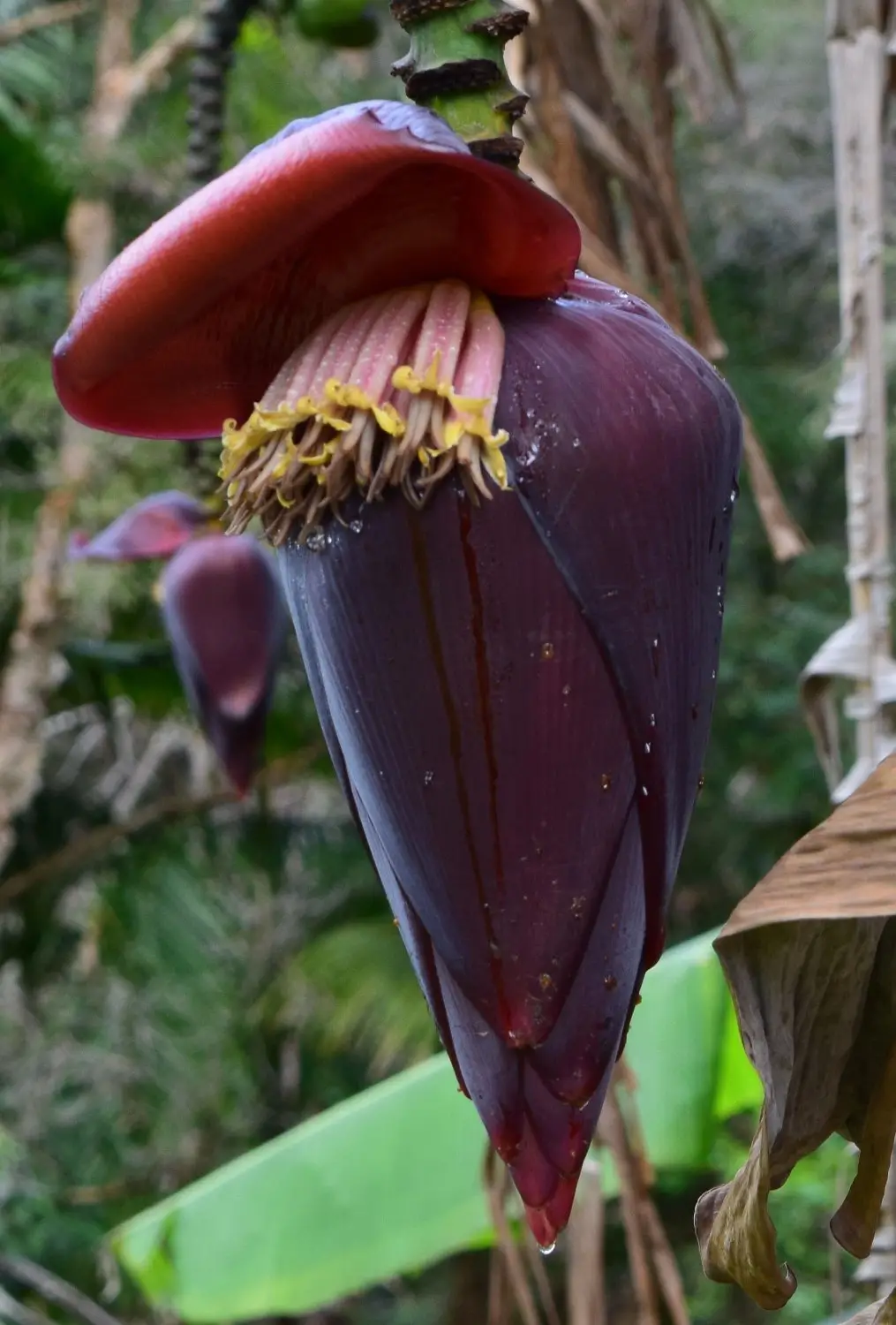 Musa thomsonii