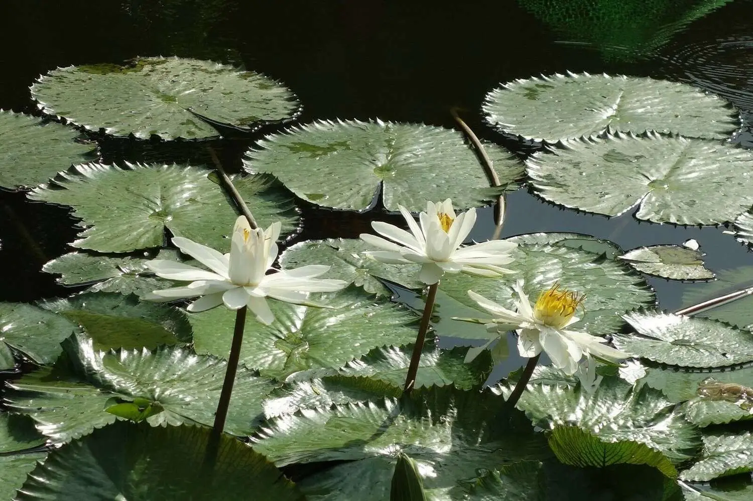 Nymphaea pubescens var. white