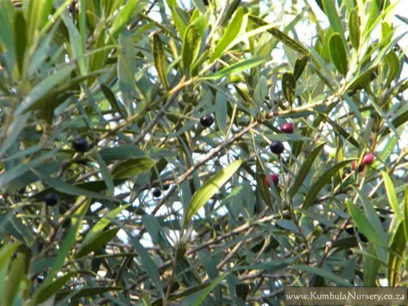 Olea europaea subsp. africana