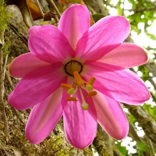 Passiflora coactilis