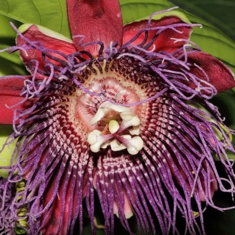 Passiflora Collection - Kit 25 Passionflower Seeds
