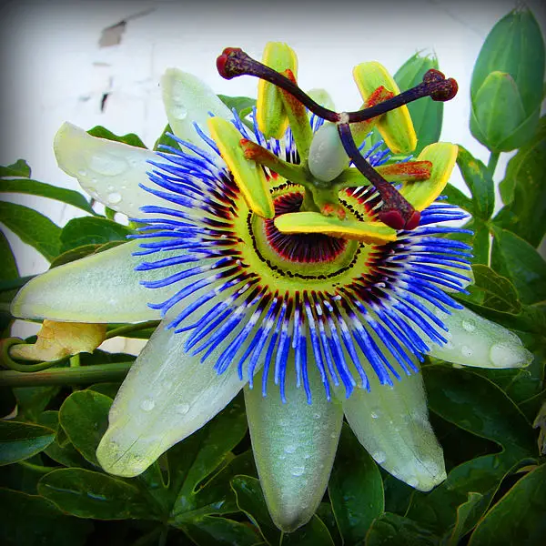 Passiflora Collection - Kit 75 Passionflower Seeds