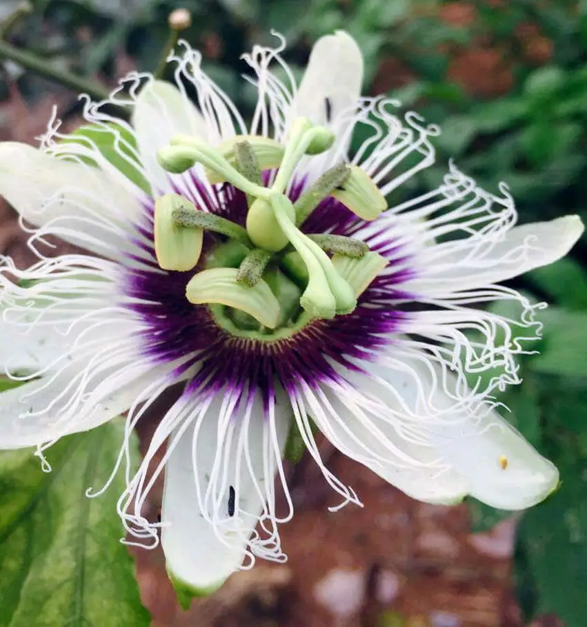 Passiflora edulis f. flavicarpa