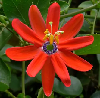 Passiflora manicata