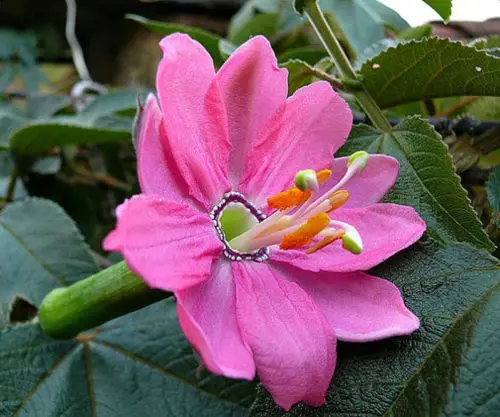 Passiflora mollissima / Passiflora tarminiana