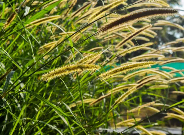 Pennisetum purpureum