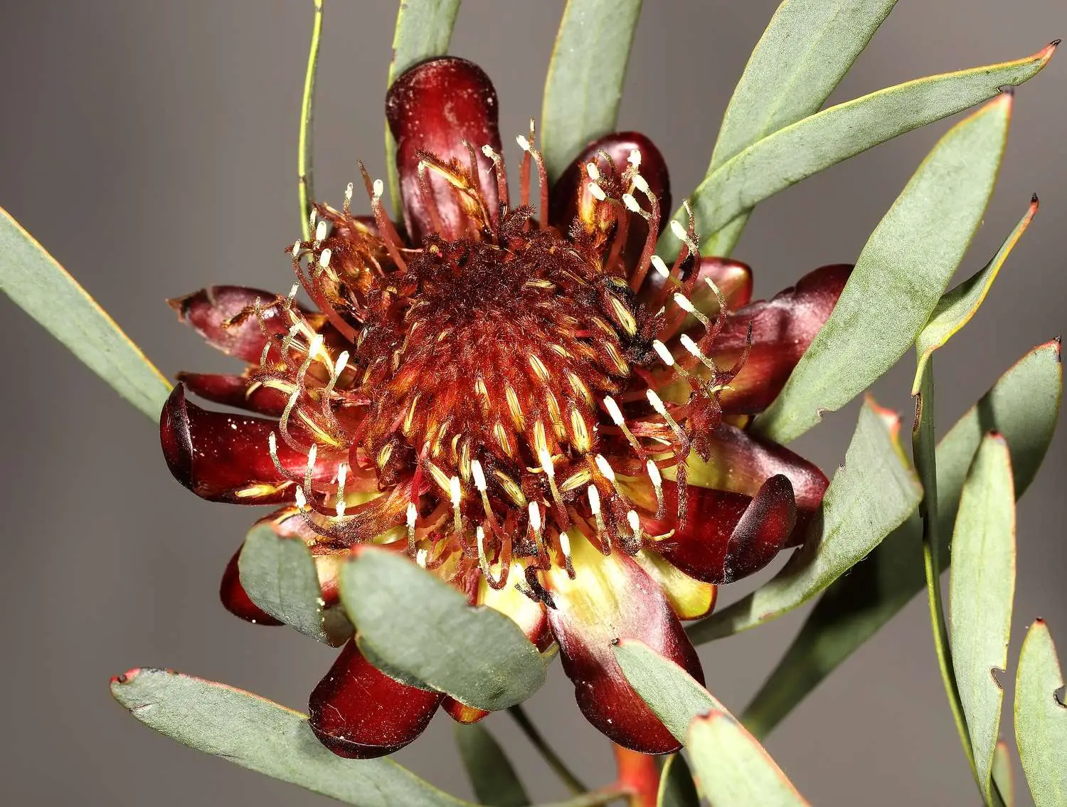 Protea acuminata