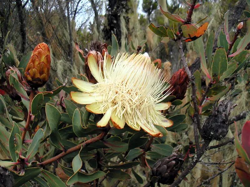 Protea caffra subsp. kilimandscharica