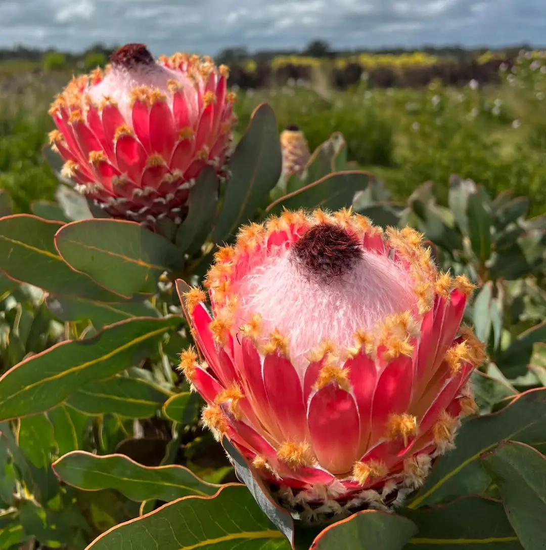 Protea magnifica