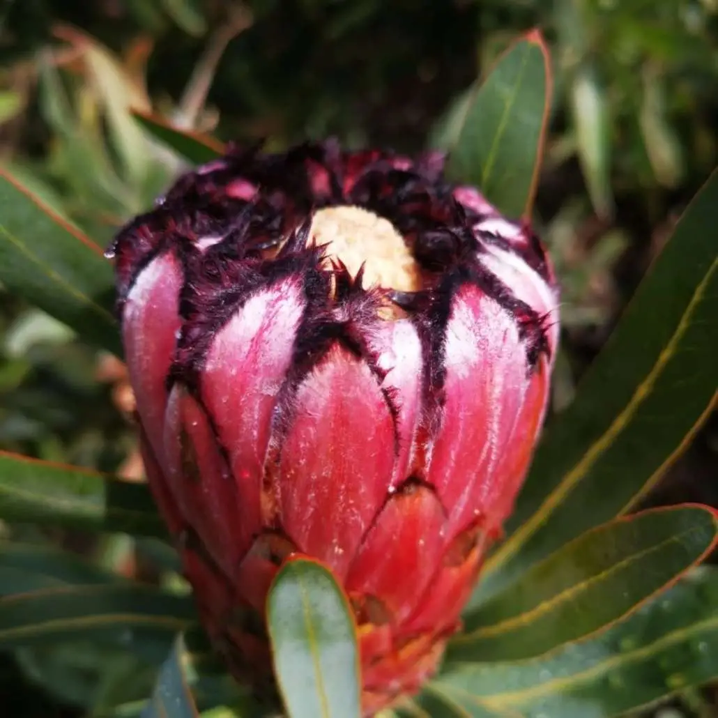 Protea neriifolia