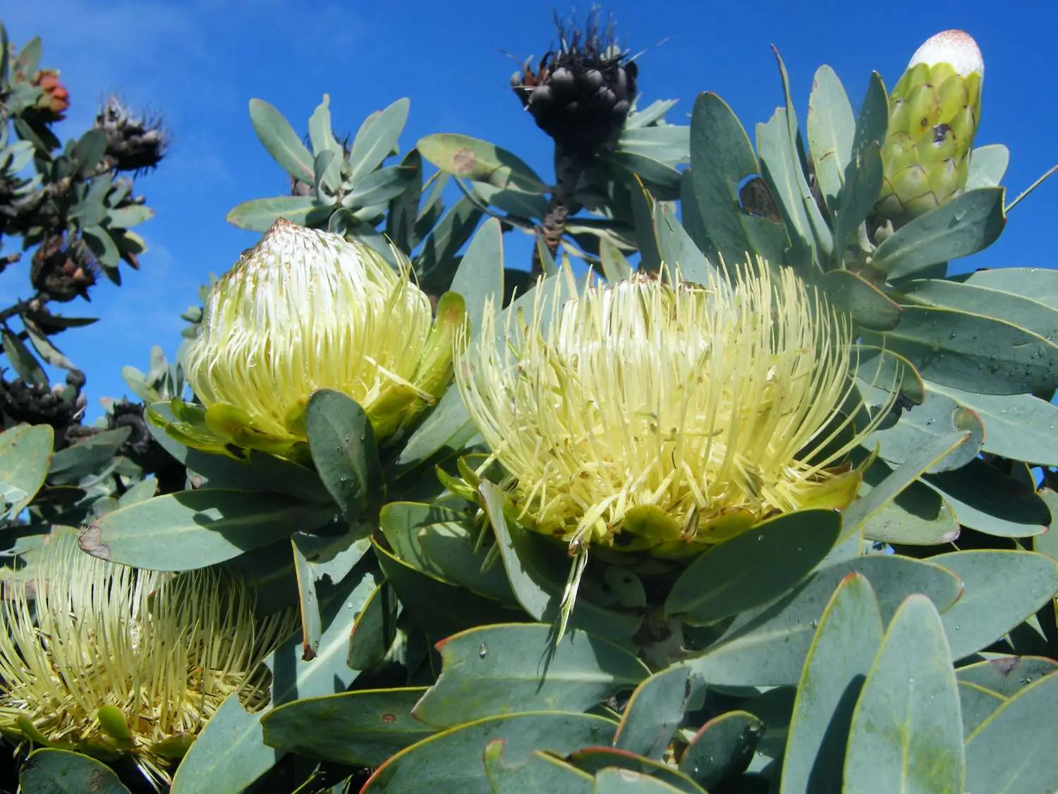Protea nitida