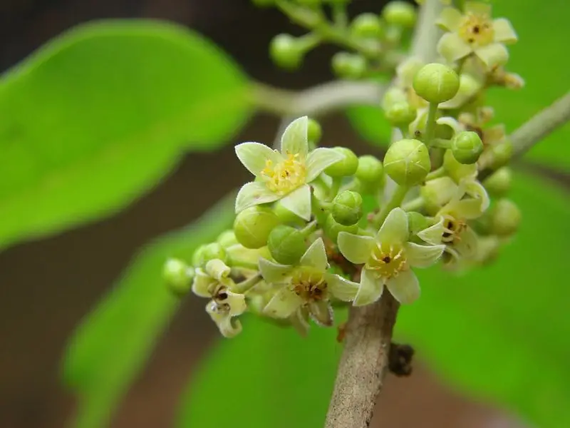 Protium serratum