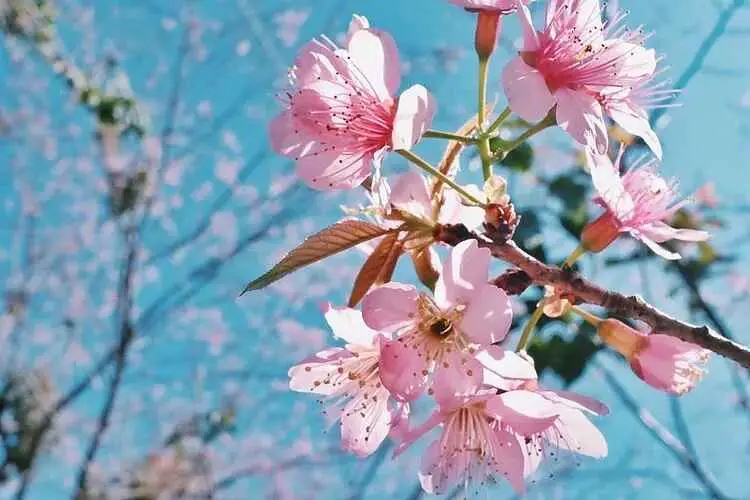 Prunus cerasoides