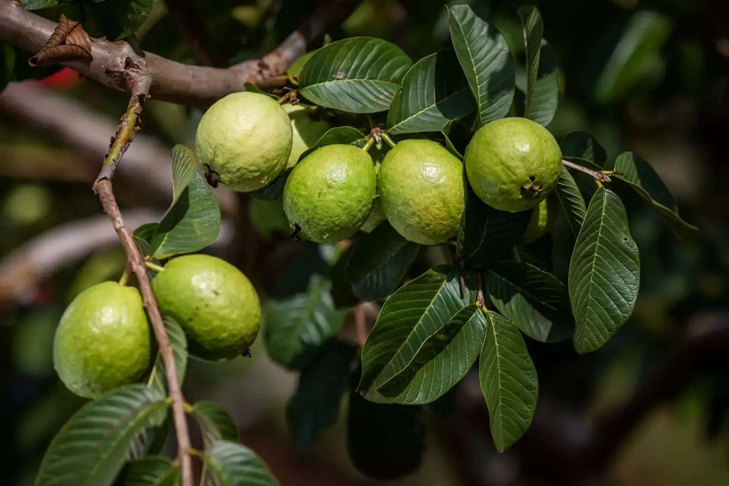 Psidium guajava