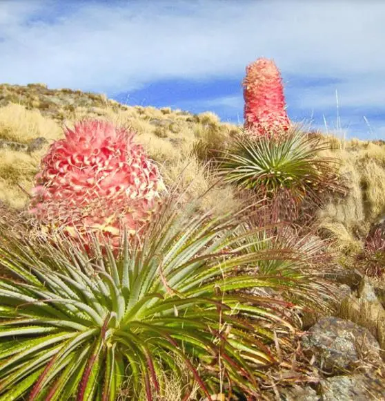 Puya weberiana
