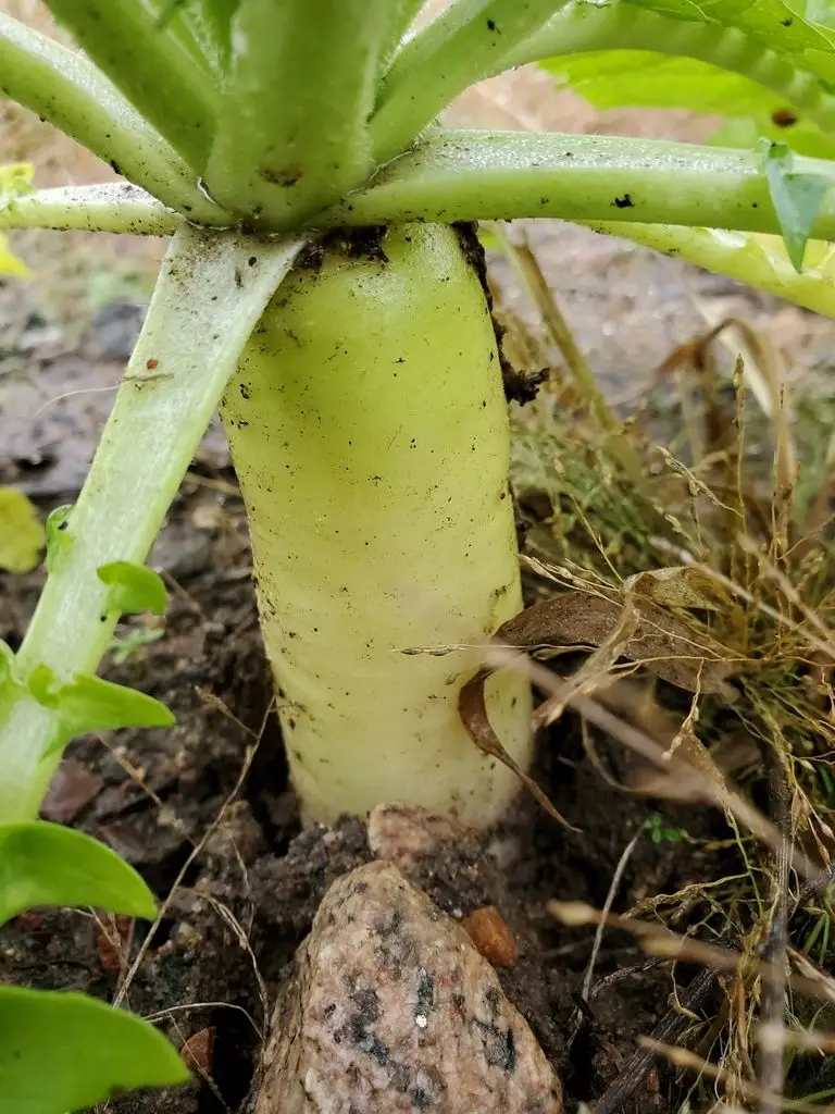 Raphanus raphanistrum subsp. sativus / Raphanus sativus var. longipinnatus