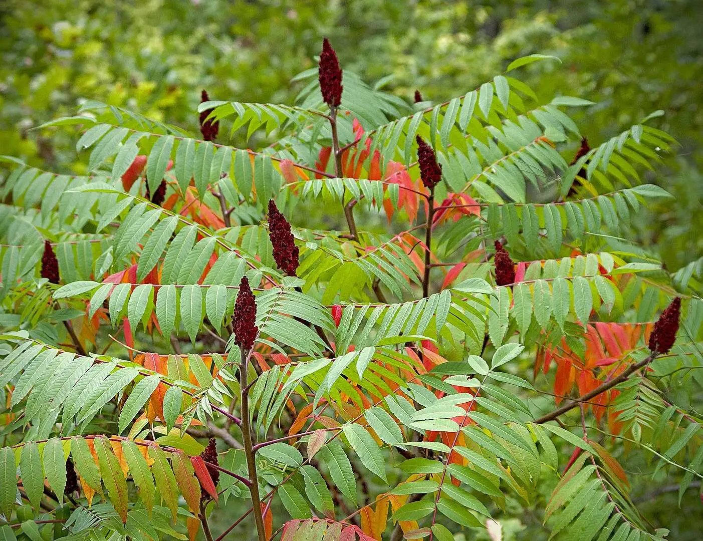 Rhus typhina