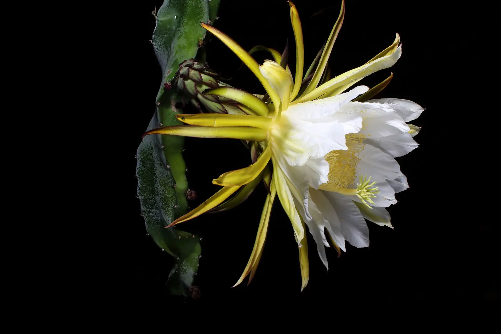 Selenicereus costaricensis / Hylocereus costaricensis 'Red Flesh'