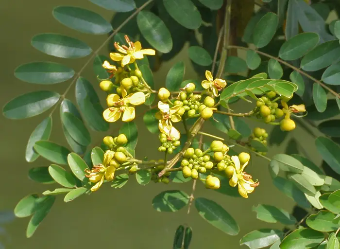 Senna siamea / Cassia siamea