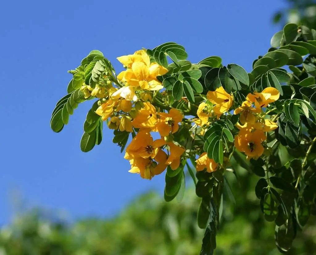 Senna sulfurea / Cassia glauca / Senna surattensis