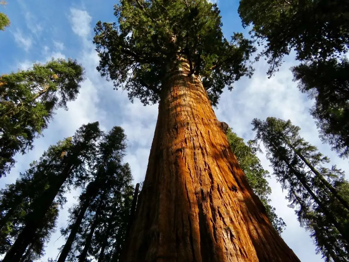 Sequoiadendron giganteum