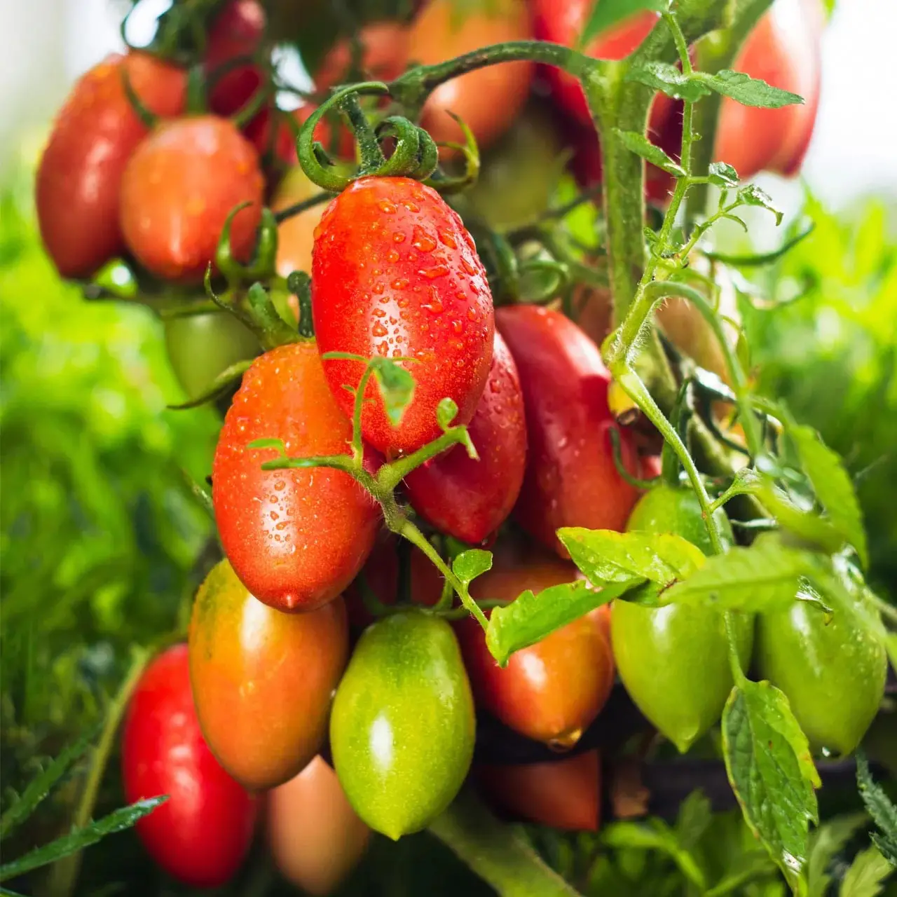 Solanum lycopersicum 'Amish Paste'