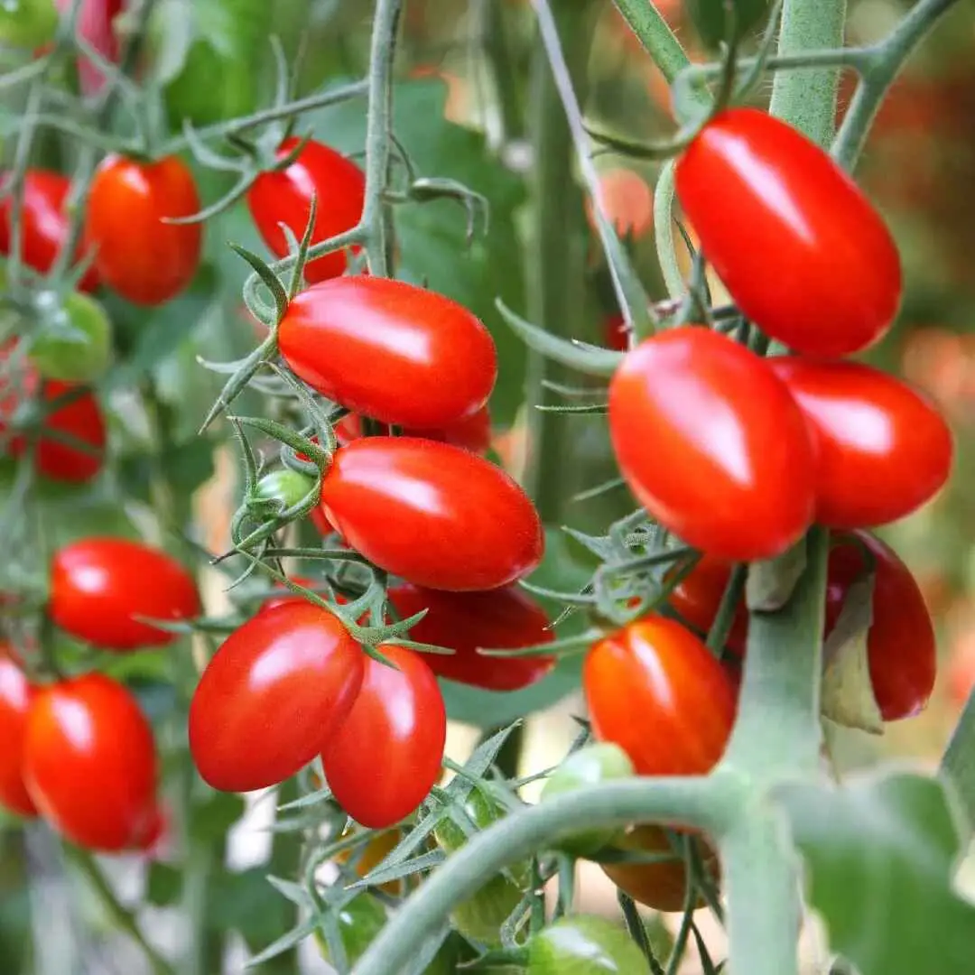 Solanum lycopersicum 'Cherry Roma'