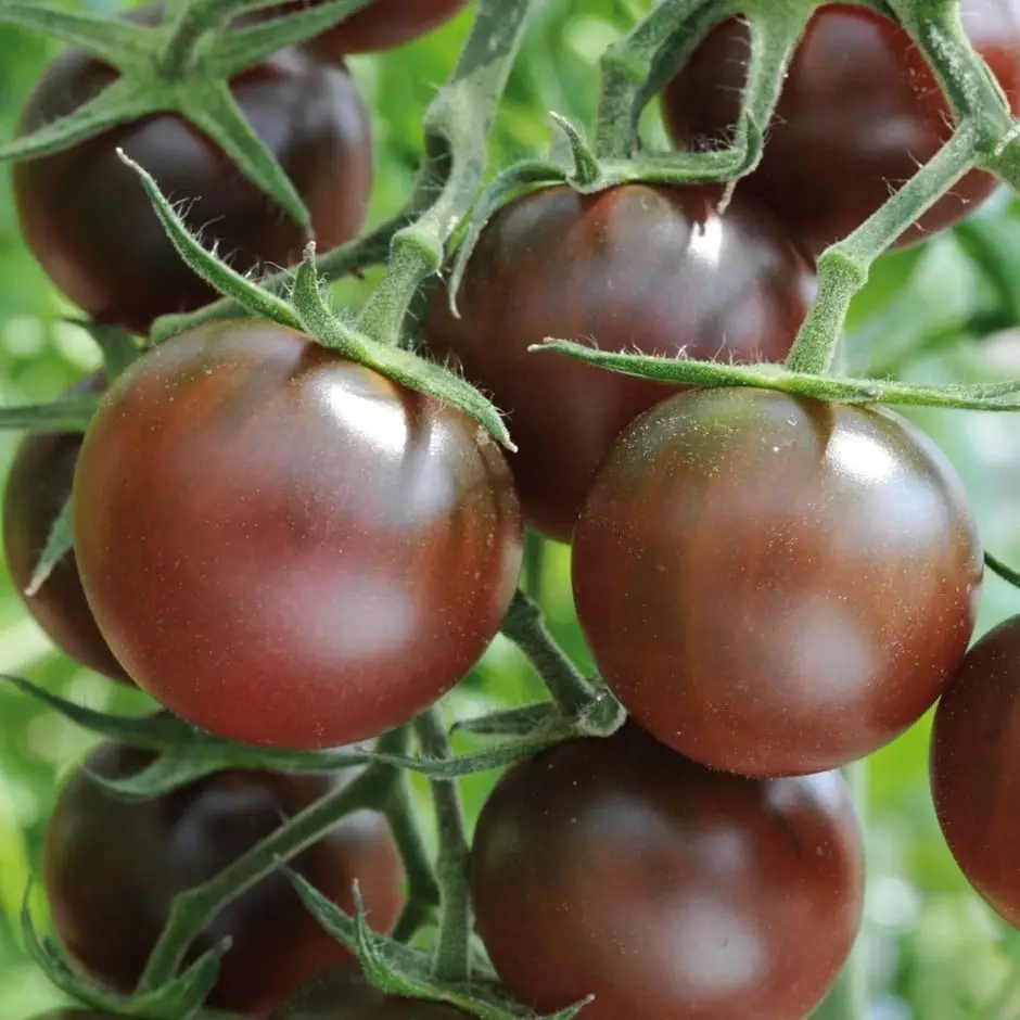 Solanum lycopersicum 'Chocolate Cherry'