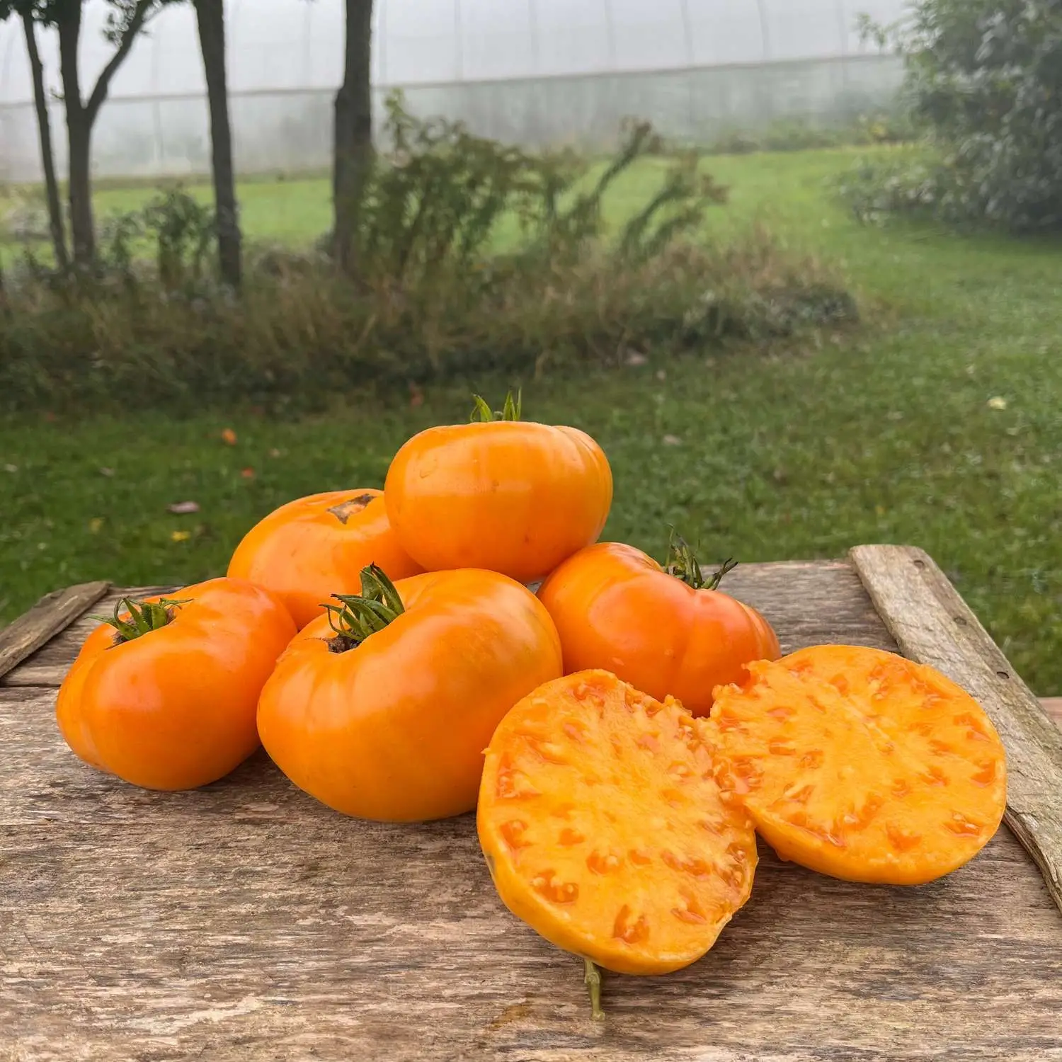 Solanum lycopersicum 'Kellogg's Breakfast'