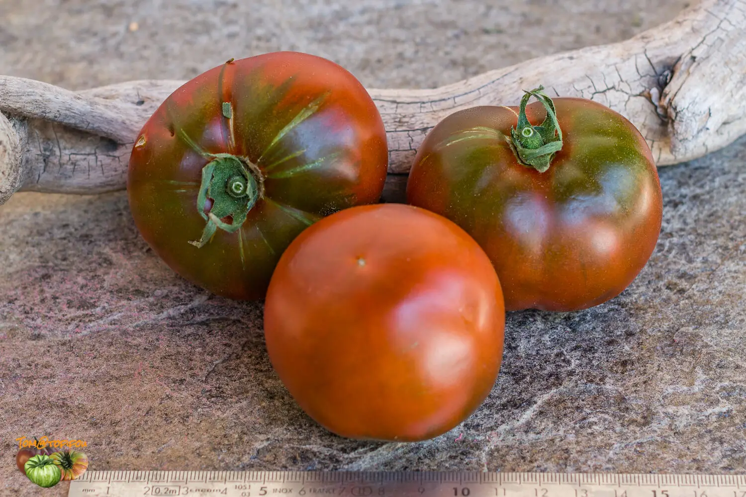 Solanum lycopersicum 'Nyagous'