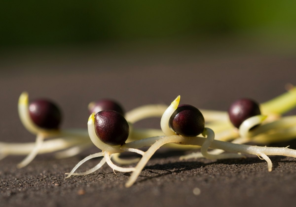 Peony seeds show double dormancy: the root emerges after one cold period, the shoot only after a second. (imagem gerada por IA)