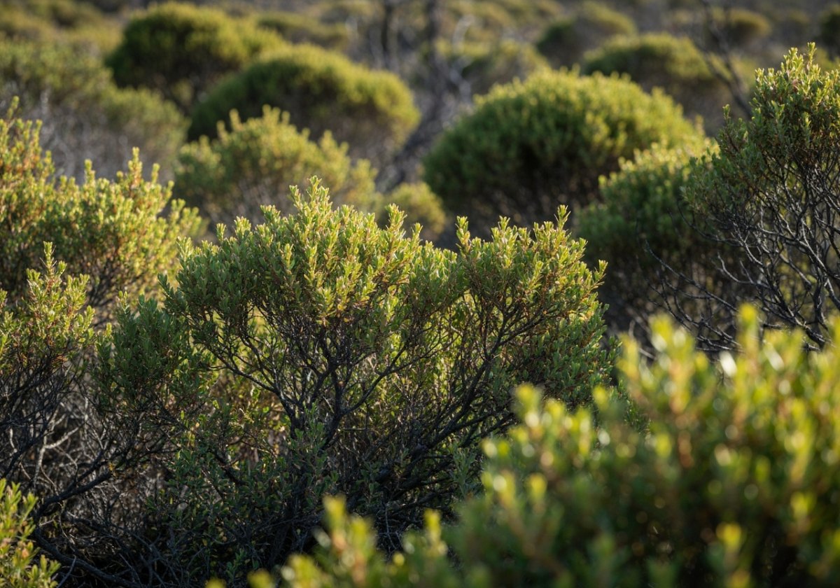 Fynbos regenerating after a burn — a landscape where fire-cued germination is the rule, not the exception. (imagem gerada por IA)