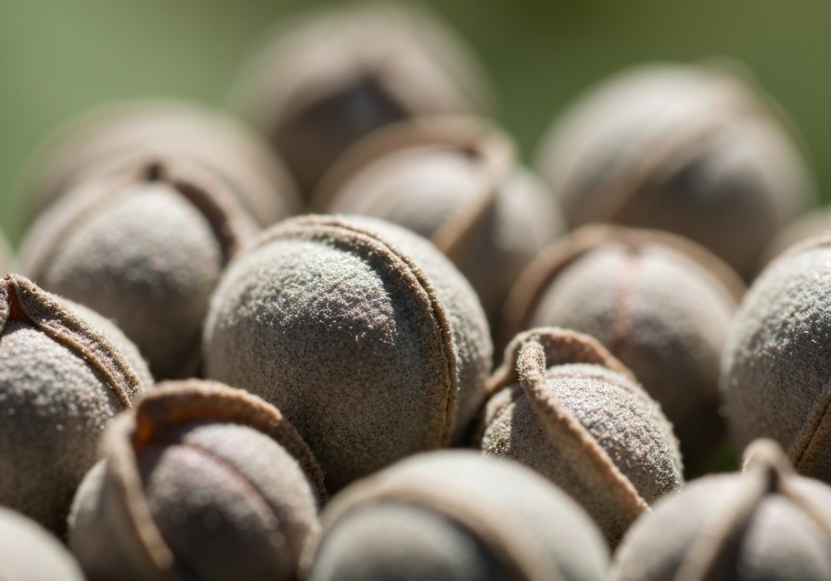 Hard-coated Cistus seeds. Their waterproof coat is broken by the brief heat of a passing fire. (imagem gerada por IA)